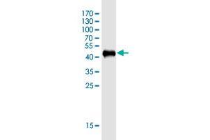 Western Blot detection against Immunogen (43.