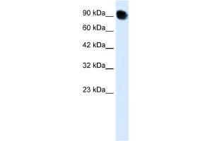 WB Suggested Anti-THRAP5 Antibody Titration:  0. (MED16 anticorps  (C-Term))