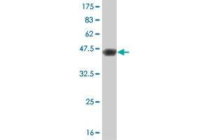 Western Blot detection against Immunogen (38.
