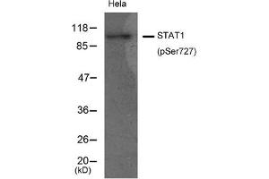 Western blot analysis of extracts from Hela cells using STAT1(Phospho-Ser727) Antibody.