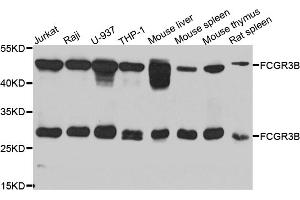 Western blot analysis of extracts of various cell lines, using FCGR3B antibody (ABIN5975220) at 1/1000 dilution. (FCGR3B anticorps)