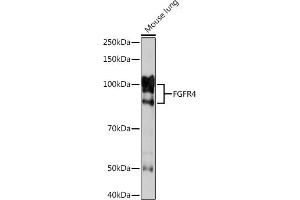 Western blot analysis of extracts of Mouse lung, using FGFR4 Rabbit mAb (ABIN7267193) at 1:1000 dilution. (FGFR4 anticorps)