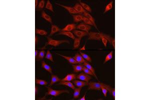 Immunofluorescence analysis of NIH/3T3 cells using TRIM4 Rabbit pAb (ABIN7270999) at dilution of 1:250 (40x lens). (TRIM4 anticorps  (AA 1-280))