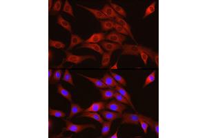 Immunofluorescence analysis of NIH/3T3 cells using TRIM4 Rabbit pAb (ABIN7270999) at dilution of 1:250 (40x lens). (TRIM4 anticorps  (AA 1-280))