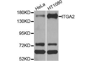 Western blot analysis of extracts of HeLa and HT1080 cell lines, using ITGA2 antibody. (ITGA2 anticorps)
