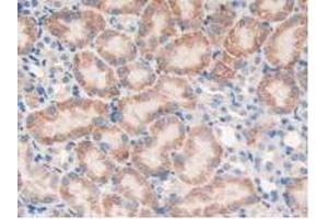 IHC-P analysis of Mouse Kidney Tissue, with DAB staining. (PTPRJ anticorps  (AA 567-842))
