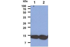 The Cell lysates (40ug) were resolved by SDS-PAGE, transferred to PVDF membrane and probed with anti-human COX5A antibody (1:1000). (COX5A anticorps)