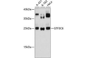 Western blot analysis of extracts of various cell lines, using GTF3C6 antibody (ABIN6133328, ABIN6141520, ABIN6141521 and ABIN6217157) at 1:3000 dilution. (GTF3C6 anticorps  (AA 1-213))
