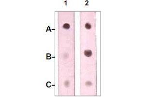 Dot Blot : 1 ug peptide was blot onto NC membrane. (Neurofibromin 1 anticorps  (pSer2741))