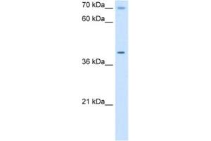 Western Blotting (WB) image for anti-Cytochrome C Oxidase Assembly Homolog 15 (COX15) antibody (ABIN2462983) (COX15 anticorps)