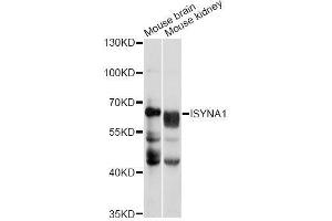 Western blot analysis of extracts of various cell lines, using ISYNA1 antibody (ABIN5996670) at 1/1000 dilution. (ISYNA1 anticorps)