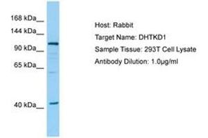 Image no. 1 for anti-Dehydrogenase E1 and Transketolase Domain Containing 1 (DHTKD1) (AA 126-175) antibody (ABIN6749954) (DHTKD1 anticorps  (AA 126-175))