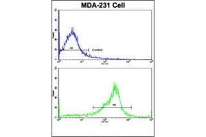 Flow Cytometric analysis of MDA-231 cells using SERPINA9 Antibody (Center)(bottom Histogram) compared to a Negative Control cell (top Histogram). (SERPINA9 anticorps  (Middle Region))