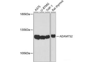 Western blot analysis of extracts of various cell lines using ADAMTS2 Polyclonal Antibody at dilution of 1:1000. (Adamts2 anticorps)