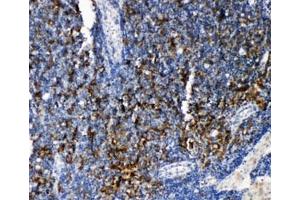 IHC-P: TRAF4 antibody testing of rat lymphonodus tissue. (TRAF4 anticorps  (C-Term))