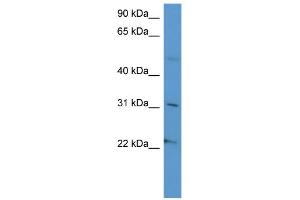 WB Suggested Anti-SCG3 Antibody Titration: 0. (SCG3 anticorps  (C-Term))