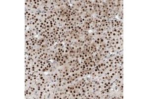 Immunohistochemical staining of human adrenal gland with NT5C3L polyclonal antibody  shows strong nuclear positivity in cortical cells.
