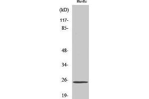 Western Blotting (WB) image for anti-Transcription Elongation Factor A (SII)-Like 6 (TCEAL6) (Internal Region) antibody (ABIN3187202) (TCEAL6 anticorps  (Internal Region))