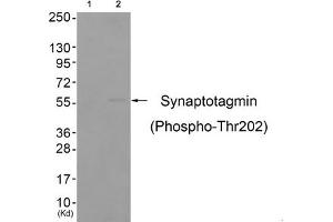 Western blot analysis of extracts from colo cells (Lane 2), using Synaptotagmin (Phospho-Thr202) Antibody. (SYT1 anticorps  (pThr202))