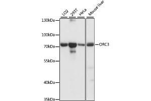 Western blot analysis of extracts of various cell lines, using ORC3 antibody (ABIN7269112) at 1:1000 dilution. (ORC3 anticorps  (AA 1-240))
