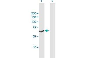 Western Blot analysis of DNAJC11 expression in transfected 293T cell line by DNAJC11 MaxPab polyclonal antibody.