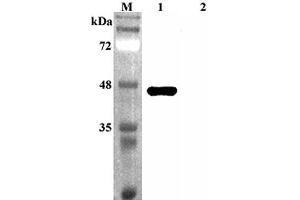 Western blot analysis using anti-Sirtuin 2 (human), pAb  at 1:4'000 dilution. (SIRT2 anticorps)
