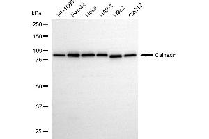 Western blotting analysis using calnexin antibody (ABIN7797844).