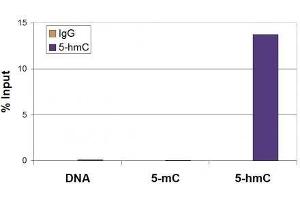 5-Hydroxymethylcytosine (5-hmC, 5-hydroxymethylcytidine) antibody tested by Methyl DNA immunoprecipitation. (5-Hydroxymethylcytosine anticorps)