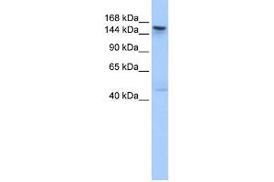 WB Suggested Anti-TEX14 Antibody Titration: 0. (TEX14 anticorps  (C-Term))