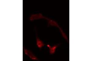 ABIN6275095 staining  RAW264. (RNF14 anticorps  (N-Term))