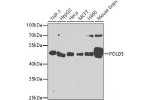 Western blot analysis of extracts of various cell lines using POLD3 Polyclonal Antibody at dilution of 1:1000. (POLD3 anticorps)