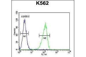 CRFR1 Antibody  (ABIN655388 and ABIN2844936) flow cytometric analysis of K562 cells (right histogram) compared to a negative control cell (left histogram). (CRHR1 anticorps  (AA 88-119))