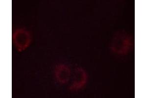 ABIN6267538 staining C2C12 cells by ICC/IF. (PLA2G4A anticorps  (pSer505))