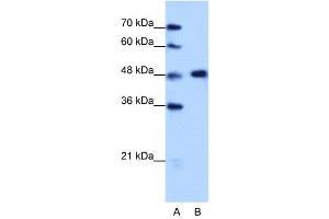 WB Suggested Anti-HNRPF  Antibody Titration: 1.