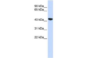 WB Suggested Anti-KRT19 Antibody Titration:  0. (Cytokeratin 19 anticorps  (N-Term))