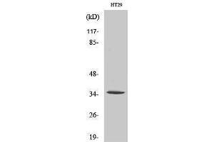 Western Blotting (WB) image for anti-Olfactory Receptor, Family 2, Subfamily J, Member 2 (OR2J2) (C-Term) antibody (ABIN3186063) (OR2J2 anticorps  (C-Term))
