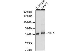 Western blot analysis of extracts of various cell lines, using SIM2 antibody. (SIM2 anticorps)