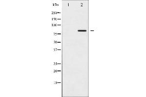 Western blot analysis of STAT5A phosphorylation expression in HeLa whole cell lysates,The lane on the left is treated with the antigen-specific peptide. (STAT5A anticorps  (pSer780))