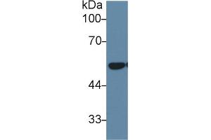 Western Blot; Sample: Mouse Lung lysate; Primary Ab: 1µg/ml Rabbit Anti-Human DLD Antibody Second Ab: 0.