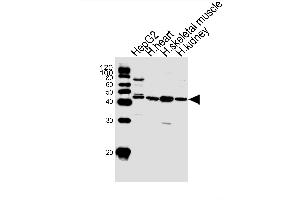 Western blot analysis of lysates from HepG2 cell line and human heart, skeletal muscle, kidney tissue lysate(from left to right), using SPHK1 Antibody (N-term P74) at 1:1000 at each lane.
