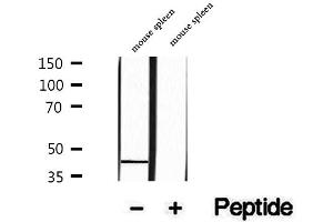 Western blot analysis of extracts of mouse spleen tissue, using PARVB antibody. (Parvin, beta anticorps  (C-Term))