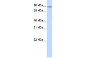 Image no. 1 for anti-GC-Rich Sequence DNA-Binding Factor 2 (GCFC2) (AA 180-229) antibody (ABIN6741423) (GCFC2 anticorps  (AA 180-229))