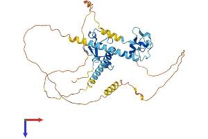 AlphaFold protein structure predicition of Human Recombinant MBNL1 Protein, UniprotID Q9NR56