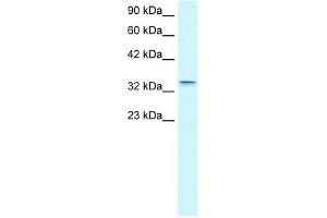 WB Suggested Anti-CLDN16 Antibody Titration:  0. (Claudin 16 anticorps  (C-Term))
