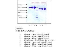 SDS-PAGE (SDS) image for Albumin, Human Plasma (HAS, rHSA) (ABIN3119632)