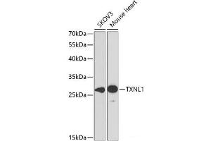 Western blot analysis of extracts of various cell lines using TXNL1 Polyclonal Antibody at dilution of 1:1000. (TXNL1 anticorps)