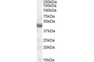 Western Blotting (WB) image for anti-Nitrogen Permease Regulator-Like 2 (S. Cerevisiae) (NPRL2) (AA 140-151) antibody (ABIN294684) (NPRL2 anticorps  (AA 140-151))