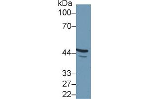 Detection of FBLN7 in Human MCF7 cell lysate using Polyclonal Antibody to Fibulin 7 (FBLN7)