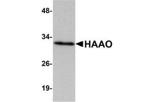 Western blot analysis of HAAO in Mouse liver tissue lysate with AP30390PU-N HAAO antibody at 1 μg/ml.