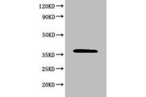 Western Blot Positive WB detected in: 293T whole cell lysate All lanes: MAPK8 antibody at 6 μg/mL Secondary Goat polyclonal to rabbit IgG at 1/50000 dilution Predicted band size: 49, 45, 36 KDa Observed band size: 36 KDa (JNK anticorps  (AA 5-300))